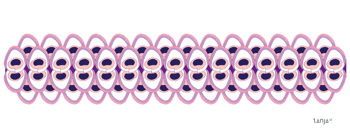 Auge - Feder